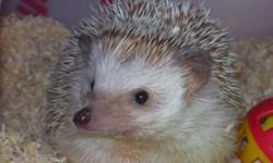 Hello, I am a hedgehog breeder from the Yankton, South Dakota area. My female hedgehog just had a litter on July, 23rd. Their are 2 girls and 4 boys. They will be $125.00 each. Their colors are (of course) unknown yet but I believe I have 2 Whites (Unsure