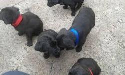 9 month old black lab puppies
3 boys&nbsp;
2 girls&nbsp;
VERY CUTE
All checked by the vet. No diseases or defects/problems.