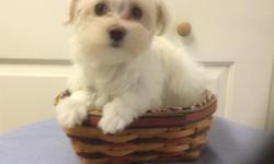Bentley is a cute maltese male puppy looking for his forever pet home. He looks like he could be between 6-7 lbs full grown. &nbsp;
He has been vet checked and current on vacs. He tries to use both the pee pad and goes out the doggy door. He is reg with