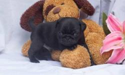 The most beautiful Pug puppies you'll find. AKC registered, dewormed, vaccinated and microchipped puppies in a variety of colors and ages available. Each puppy is $300. Puppies available now! Please email for photos and more info.
