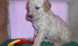 Do you think I look pretty? If so, then Hi, I'm Cutie! The loving Female Goldendoodle! I'm too sweet! I was born on January 16th,2014! Many people love me for my soft, warm cream colored fur, my sweet smile, and my sparkling brown eyes! I've always