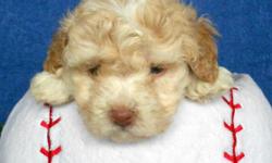 Want someone that would sit outside with you at night and look at the stars with you? Well then I'd be the perfect boy for you! Hi, There! I'm Cutie! The amazing Male Poochon! I was born on April 25th,2014 and should be around 8-12lbs full grown. People