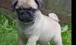 cvc Fresh Young Fawn Pug Puppies Ready Now. &nbsp;Text MR.Scott only at +1 (((347) 354- 6879,&nbsp;for more info and pics.