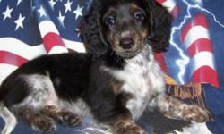 Akc Miniature LH Dachshund Puppies. Now Ready just time for Summer. Mom is a English Chocolate and Cream LH girl and Dad is a Smooth Cream Piebald Dapple. &nbsp;Puppies are home raised, well socialized, started on Crate and Potty training. Exceptional