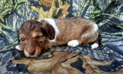 Dachshund Puppies AKC, Miniatures . Ready for loving homes Sept. 10, th
Home raised, well socialized, dewormed, Utd vaccines and have a health guarantee.
&nbsp;
Meet Duke , a akc long haired chocolate shaded cream brindled dapple piebald boy. &nbsp;$ 749