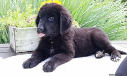 Howdy there folks! My name is Dana, the fun-loving female Newfoundland AKC! &nbsp;I was born on May 17, 2016 and&nbsp;I am family raised.&nbsp;I'll come home with shots and worming to date.&nbsp;I get a long well with children and other pets. I can't wait