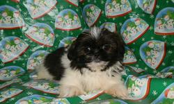 THESE are DARLING Little SHIH-TZU Puppies!!&nbsp;10 weeks old and they will be SMALL at&nbsp;5 to 9 pounds full grown. Parents on site. Daddy weighs 8 pounds (His daddy and grand daddy weigh 6 pounds!) Mama weighs 9 pounds. Puppies will have first shots,