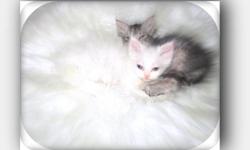 Beautiful WOOLY KITTENS
Woolyz have been designed to do away with the .... undercoat .... so they don't shed.
There is a neutered silver stripe male and a white spayed female .
WOOLYZ have thick luscious curled coats , and are interactive companions.
The