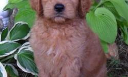Ciao! I am Dexter, the endearing red and white male Goldendoodle.&nbsp;I was born on June 13, 2016 and&nbsp;I weigh 7.7 lbs. right now.&nbsp;My mom is Gold AKC Golden Retriever and weighs 65 lbs. My Dad is a Apricot AKC Standard Poodle and Weighs 75