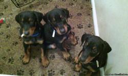 Puppies were born on October 25, 2013. &nbsp;One&nbsp;female and two male 7 month old Doberman Pinchers for sale.&nbsp; Sire and dam come from champion bloodlines and are AKC registered.&nbsp; Puppies had their shots and tails docked.
&nbsp;