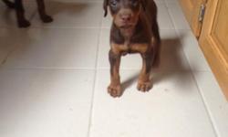 AKC Doberman Pincher Pups Red/Rust.&nbsp; Ready to go home now with shots.&nbsp; Excellent Line Hisotry
For More Info:&nbsp; Email&nbsp; DobiesandDevins@gmail.com&nbsp; or Facebook Dobes and Devons
