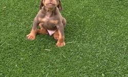 AKC Doberman Pups Ready to go home.&nbsp; Red/Rust come with shots.&nbsp; Excellent line history.
Email DobiesandDevins@gmail.com&nbsp; Facebook Dobes and Devons