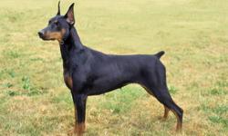 AKC Doberman Pinscher puppies due next month. The Dam and Sire are both black/tan, working dogs with high drive,excellent bloodlines and pedigree right down the line of working dogs. These puppies will be oustanding for working,protection and sport.