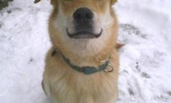 Canine Safe Harbor invites you to our 1st Dog Adoption Event of 2014! We have dogs of all sizes & breeds ready & waiting to find their new homes. You will meet Bentley~young..male..Golden Retriever/Labrador Retriever mix. If you are looking for an