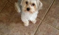 Jack is a male morkie ( 1/2 maltese and 1/2 yorkie ) 1 1/2 years old. He is very sweet and loves people. He needs a home with a fenced yard so when you leave he can wait outside for you to come home. He is small only weights 5 pounds. If you can give Jack