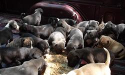 Pitbull pups, Razor Edge,Blue Demons & Eli pups.For home security only.