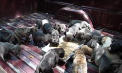 DOUBLE "K" KENNELS PURE BRED PITS PIT CITY!!!!!!!!!!