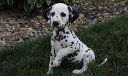 Hello There, I'm DUKE, the charming male AKC Dalmatian! Can you resist me with my lovely black and white spots? I was born on June 8, 2016.&nbsp;Mom weighs 48 lbs and my dad weighs 75 lbs.&nbsp;They're asking $795.00 for me! I will come with my shots and