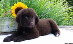 Hi there! I'm Duke, the affectionate &nbsp;and gentle male Newfoundland AKC! &nbsp;I was born on May 17, 2016 and family raised. I get a long with children and other pets.&nbsp;They're asking $950.00&nbsp;for me! I'll come home with shots and worming to