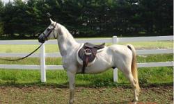 13 YO White/Gray Arabian looking for good home. He needs someone to ride him daily. Not so much that he needs finished he just needs reminded and I am not assertive enough. He is very sweet, follows me around, will lunge, load, tie and stand for farrier.