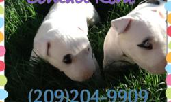 Born August 4 Pups have first 5way parvo shots and are dewormed 209-204-9909 Rene