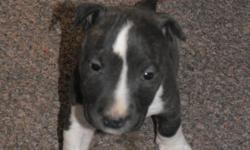 Male 6 week old English Bull Terrier puppy. Brindle & white, CKC reg, 1st shots, wormed. Please email or call for more pix of pup or parents. 502-243-5866