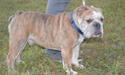 THIS GEORGOUS BLUE/ BRINDLE MALE IS 8 MONTHS OLD AKC HAS A VERY NICE HEAD AND STOCKY BODY WITH GREEN EYES AND PLENTY OF WRINKLES HAS A GREAT PERSONALITY VERY INTELLIGENT WAS RAISED UNDER FOOT IN MY HOME HE IS CRATE TRAINED AND HOUSE BROKEN COMES WITH