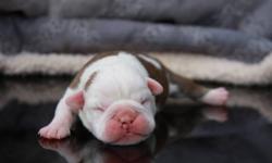 We have a stunning new litter of English Bulldog puppies, five males.
They are one week old and will be ready for their new homes mid July.
please contact us if you would like more info or photos of these beauties :)
Last two photos are of dad and mom.