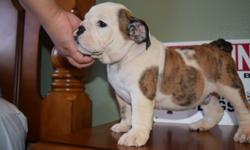 English bulldog puppies 4 sale