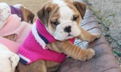 We have registered English bulldog puppies available. They are up to date on their shots and dewormings. You can view us and out bullies on our website. Www barnetts-bulldogs.com Shipping is available to most airports. We have past buyer references and