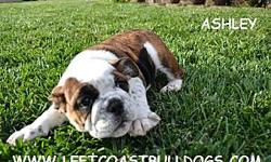 &nbsp;
Ashley
AKC Registered
Brindle/White with a black spot on her belly
Female English Bulldog
Shots are current
D.O.B &nbsp;8-22-12
$2,300
&nbsp;
AKC English Bulldog for Sale in California --
&nbsp;
www.leftcoastbulldogs.com
&nbsp;
Joe --
&nbsp;