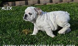&nbsp;
Alex
AKC Registered
White&nbsp;
Male English Bulldog
Shots are current
D.O.B &nbsp;8-22-12
$2,400
&nbsp;
WWW.LEFTCOASTBULLDOGS.COM
&nbsp;
English Bulldogs for sale in California --
&nbsp;
Are you looking for a healthy cute wrinkly English