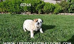 &nbsp;
Gina
AKC Registered
Exotic Markings!!!
Female English Bulldog
Shots are current
D.O.B &nbsp;8-22-12
$2,800
&nbsp;
AKC English Bulldog for Sale in California&nbsp;
&nbsp;
--
&nbsp;
www.leftcoastbulldogs.com
&nbsp;
Joe> --
&nbsp;
