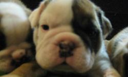 Beautiful English Bulldog Puppies for sell only 3 out of 8 left in the litter!!&nbsp;&nbsp;3 males. Going fast.&nbsp; The price has been lowered from $1500 to 1100 Just in time for the holidays.&nbsp; Shots all caught up De-wormed Crate trained and ready