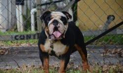 GEORGOUS MALE TRI FOR STUD SERVICE TO APPROVED FEMALE. THIS NKC MALE IS A PROVEN STUD HIS SIRE IS A TRI AND THE THE MOTHER IS CHOCOLATE STOCKY BODY WITH A LARGE HEAD VERY NICE ROPE AND A GREAT DISPOSITION. PLEASE CONTACT FOR MORE IFORMATION NKC