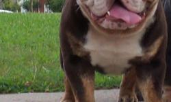 English Bulldogs puppies AKC registered
2Females
All pups carry&nbsp;chocolate
Taking deposits now. Located in&nbsp;Texas sired by the one and only Texans Bullies King Dutch. Mom on site. Puppies will be vet checked, dewormed & up to date on vaccinations.