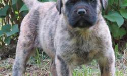 Hi, We have 3 English Mastiffs, 10 wks old left out of this very colorful litter. 2 males and 1 female. Pups are 900. This is a wonderful family breed and they are great with kids. You can view pics on our website www.coreyland/mastiffpage.htm or email
