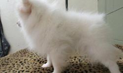 We have a little purebred White Pomeranian puppy girl.We called her Cherry. She is a gorgeous little girl; sweet and lovely. We love her very much for her sweet personality and her appearance.. She is White.Cherry could go to her new home now and