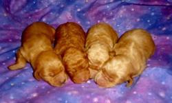 Two litters of F1-B Standard size Goldendoodles to choose from! Taking Deposits now to get on the list. They will be ready for new homes around April 10-14th. Light Goldens to dark reds & blacks! Will range in size from 50-70 lbs full grown. Parents on
