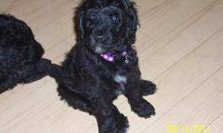 F1B labradoodle puppies for sale. Mom is an apricot labradoodle and dad is a black and white parti standard poodle. These have been raised in our home with love and will be ready for their new homes on June 22nd. I will not ship because of the stress on