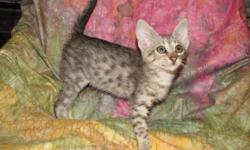 I have an awesomely Sweet Silver Spotted F2B Savannah female born 9/14/10 so nearly ready to go. Her nickname is Silverina because she kind of dances around with grace like a ballerina. She was bottle fed from 2 weeks old and very human imprinted and well