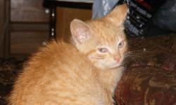 sweet lil girl needs loveing home&nbsp; orange and creame tiger&nbsp; free to good home call 570 562 2585
