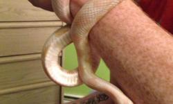 Friendly and healthy female adult snow cornsnake $100 Or $140 with 50 gal tank