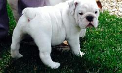 10 weeks old, Female AKC English Bulldog Puppy. 1st set of shots. Call or text for more info 561-688-3140