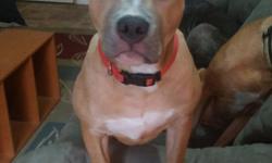 8 month old female blue fawn pit. House trained,kennel trained knows common commands. Gets along with dogs and baby's.