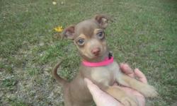 female chihuahua puppy for sale in Trussville, Al., first shots, ckc reg, parents on the premises, dewormed, $300, 205-903-4607