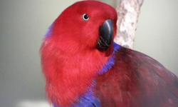 Ruby, our 15 year old female Vosmaeri eclectus parrot needs a new home. We are downsizing our home and unfortunately, we don't have room for her any longer. We would prefer cash but will accept all or part in interesting trades: running economy car, old