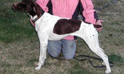 She is around 1 Â½ years old. Tail docked and dew claws removed. She is NOT spayed, and she is very smart and learns fast. She would make a fantastic hunting dog. She points naturally when she hunts. She goes in through bushes to chase out rabbits,