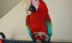 Greetings!
&nbsp;
I have a BEAUTIFUL 10 month old female Greenwing Macaw for sale.&nbsp; I am starting to work for 80 hours a week with a new job and I must travel often.&nbsp; I fear that she will not get the attention that she deserves.&nbsp; She is so