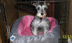 5 1/2 month old female mini schnauzer up to date on shots and heartgaurd. Salt-n-pepper in color, small in size weigh 7.2 at last vet visit a month ago. She loves kids and attention. Really a pretty girl.